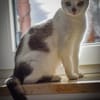 Mia  Ruhige Katzendame sucht Zuhause