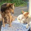 Teddy3 sucht ein Zuhause