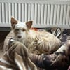 Wuschelmaus Maika
