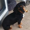 Liebenswerter Soma sucht euch