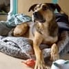Sky - ist verträglich mit Hund & Katze