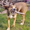 Sky - ist verträglich mit Hund & Katze