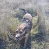 Sky - ist verträglich mit Hund & Katze