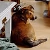 Sky - ist verträglich mit Hund & Katze