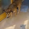 Sky - ist verträglich mit Hund & Katze