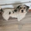 Sarita- Bezaubernde Wuscheline sucht ..