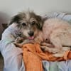 Sarita- Bezaubernde Wuscheline sucht ..