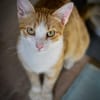 Marco  verspielter Jungkater sucht!