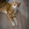 Marco  verspielter Jungkater sucht!