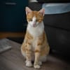 Marco  verspielter Jungkater sucht!