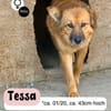 Sanfte TESSA sucht DICH