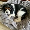 Lenny in 47877 Willich