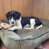 LIBY ein hübsches Hundemädchen