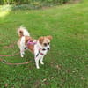 Vicky sucht ein neues Zuhause