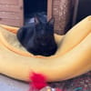 Bilnde abenteuerlustige Arya