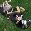 Freundliche Moira