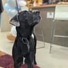 Stella