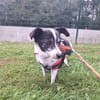 MICHELINE