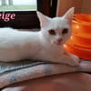 Neige