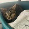 Aiko