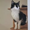 UBERT (adoption en cours)
