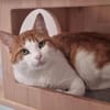 TITOU