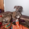 IKO, chiot mâle Berger Créole