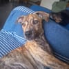 IKO, chiot mâle Berger Créole