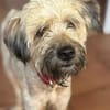 CHAPLIN,  Croisé Griffon Créole junior