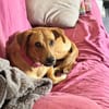 CHOUPY, Mâle berger créole junior