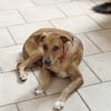 CHOUPY, Mâle berger créole junior