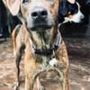 Ruben, mâle croisé berger, né le 04/10/2024 🐶
