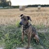 Ruben, mâle croisé berger, né le 04/10/2024 🐶