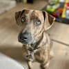Ruben, mâle croisé berger, né le 04/10/2024 🐶