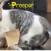 PROSPER