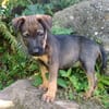 KOALY, chiot femelle Berger Créole