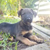 KOALY, chiot femelle Berger Créole