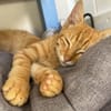 PHEBUS, chaton mâle type européen