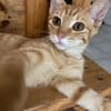 PHEBUS, chaton mâle type européen