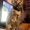 SPHINXY, chat femelle européen