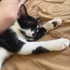 Milo