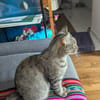 Nala