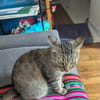 Nala