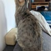 Nala