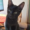 Audrey