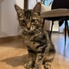 Zazou