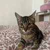 Zazou