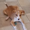 ZÉLIE, chiot femelle Berger Créole