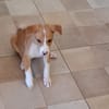 ZÉLIE, chiot femelle Berger Créole