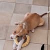 ZÉLIE, chiot femelle Berger Créole